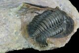 Dalejeproetus Trilobite - Uncommon Moroccan Proetid #128959-4